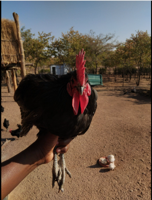 Roadrunner rooster held up close