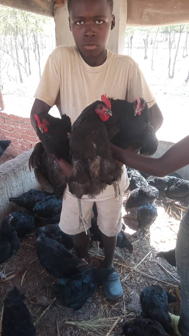 Handling the birds on the farm
