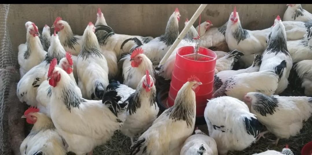 White broiler chickens feeding