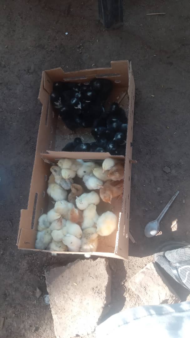 Chicks boxed for collection