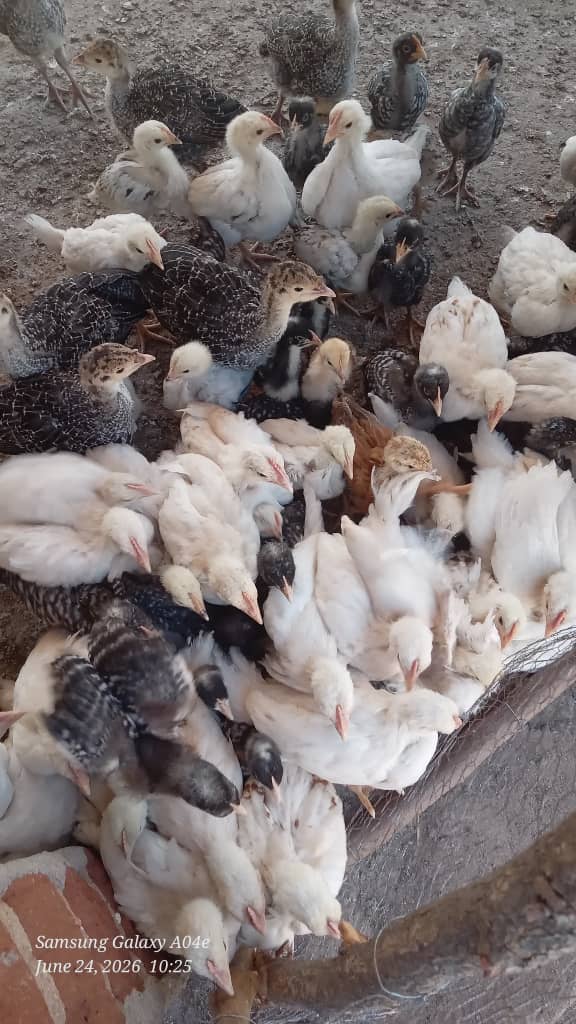 Grown Chicks
