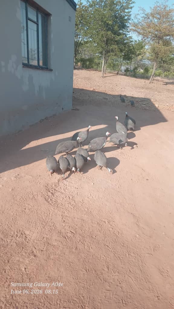 Guinea Fowls